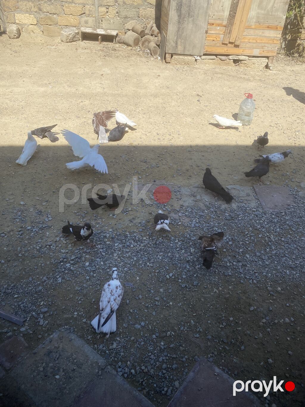 Tergizme heyvanlardı 16 dene icinde ucurmalğ balalarda var sağlamdılar — Göyərçin, Digah (6)