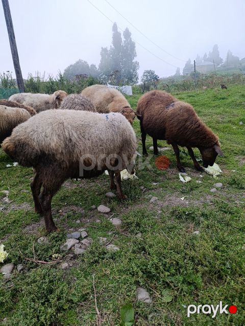 Qoyunlar — Qusar
