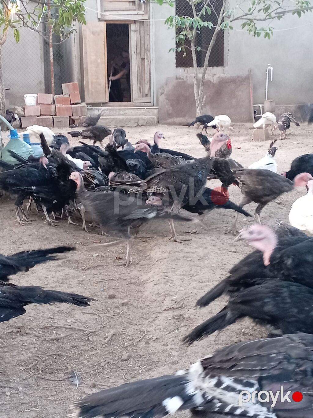 Məhsul: Hind toyuqları. Amerikan sortu Təsvir: - Açıq həyətdə — Digərləri, Bakı (8)