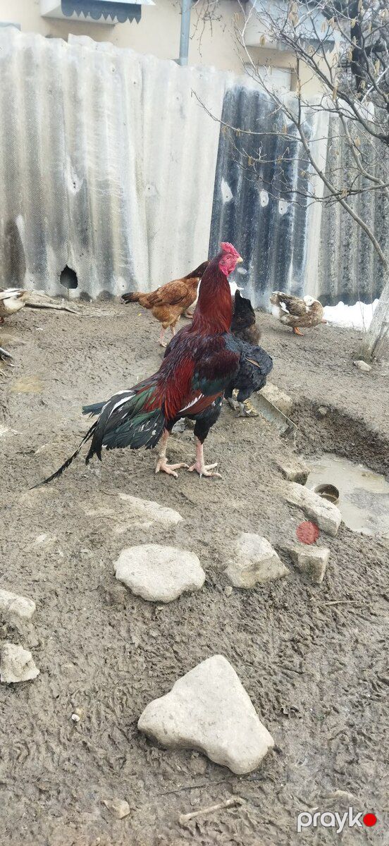 Heyratı beçəsi — Quşlar, Quba (3)