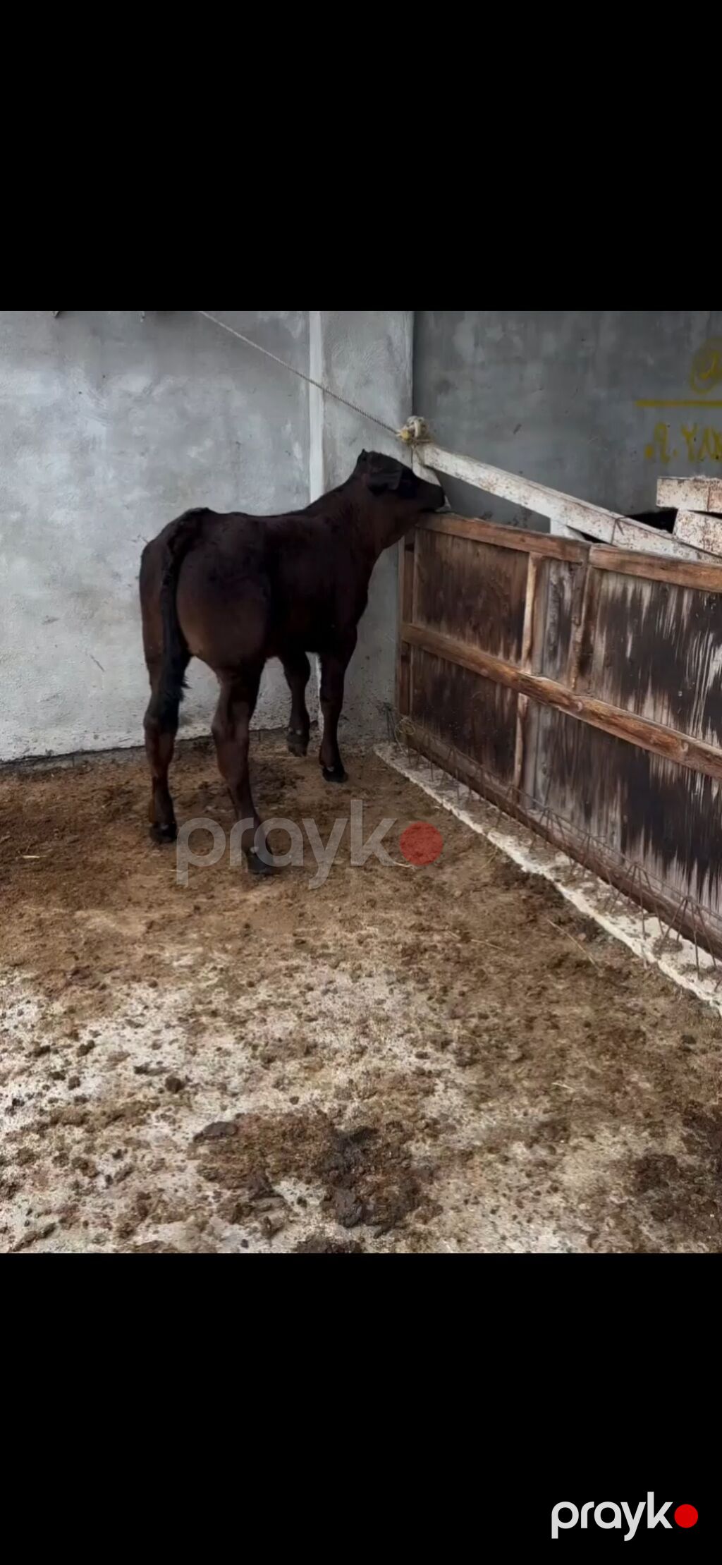 Qaramal – erkək buzov - Növ: yerli ətlik tipli qaramal - Cinsiyyət — Kənd təsərrüfatı heyvanları, Zaqatala (6)