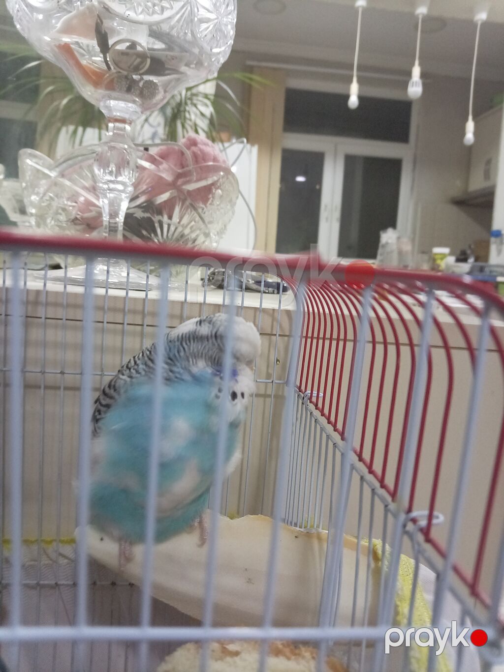 Məhsul: Dalmatin naxışlı, mavi-ağ rəngli dalğalı tutuquşu (budgerigar) — Tutyun papağayı, Bakı (5)