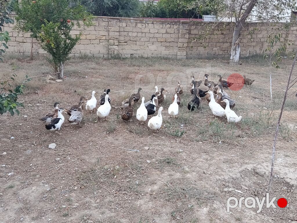 Ördəkler 4-5ayindi.Pekin,Xarkov, Qışqıran,qarsiq.qiymet 13m Papaqli — Digərləri, Mehdiabad (8)
