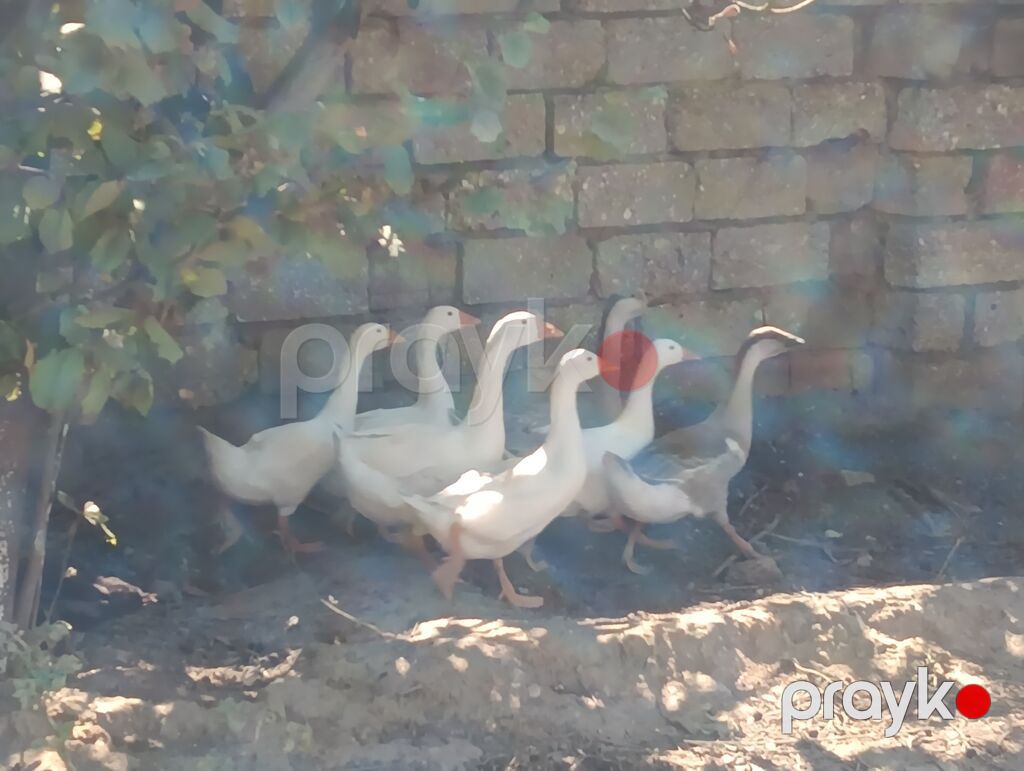 Erkək, Xolmogor, Damazlıq, Ödənişli çatdırılma — Digərləri, Digah (2)