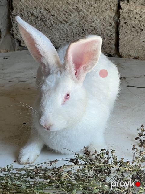 Ağ albinos dovşan - Rəng: tam ağ, çəhrayı (albin) gözlər - Qulaqlar — Sumqayıt