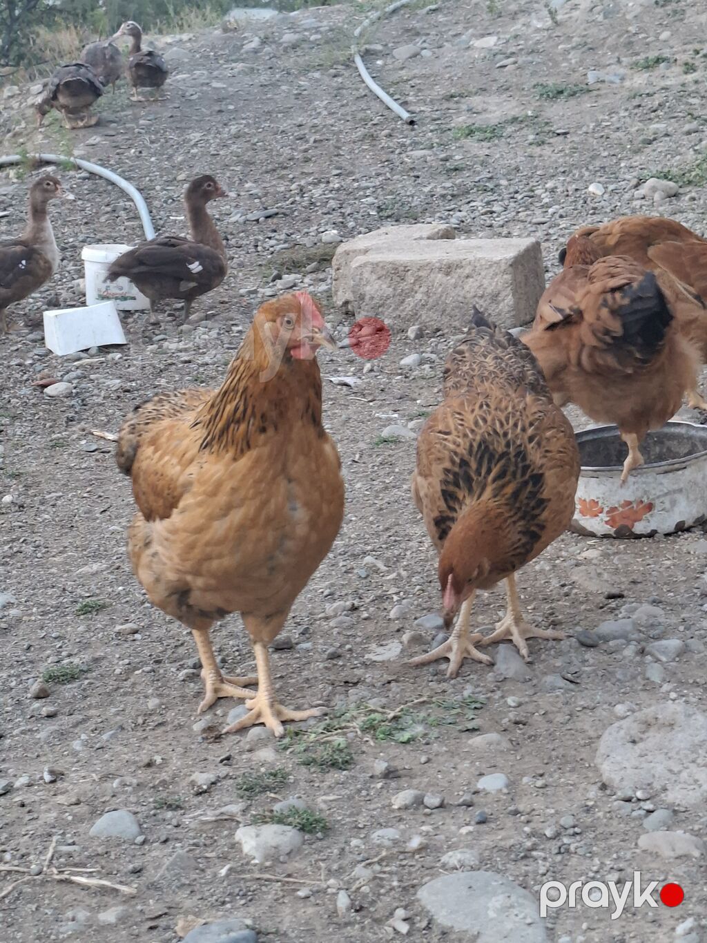 Toyuq, Yumurtalıq — Toyuq və xoruz, Gəncə (3)