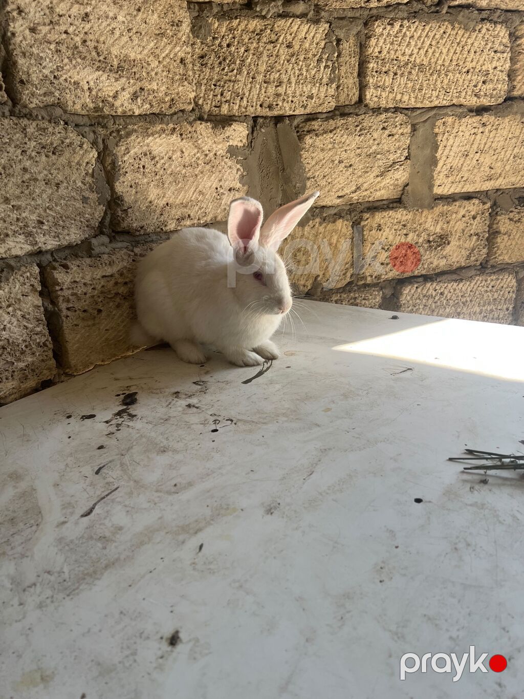 Ağ albinos dovşan - Rəng: tam ağ, çəhrayı (albin) gözlər - Qulaqlar — Dovşanlar, Sumqayıt (7)