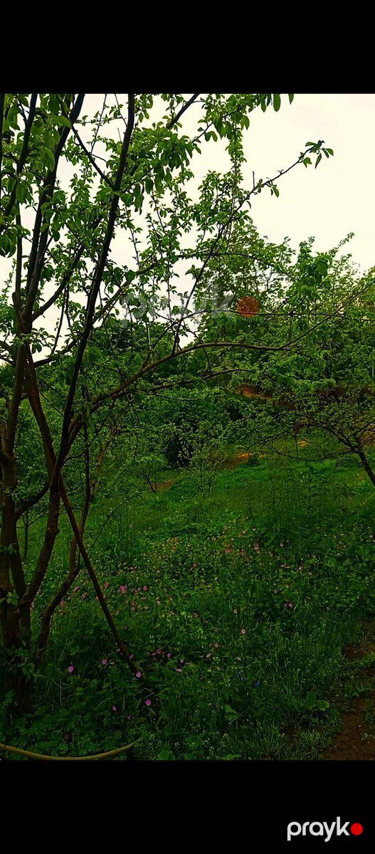 Həyət evi, İsmayıllı r — Ev, villa, İsmayıllı (5)
