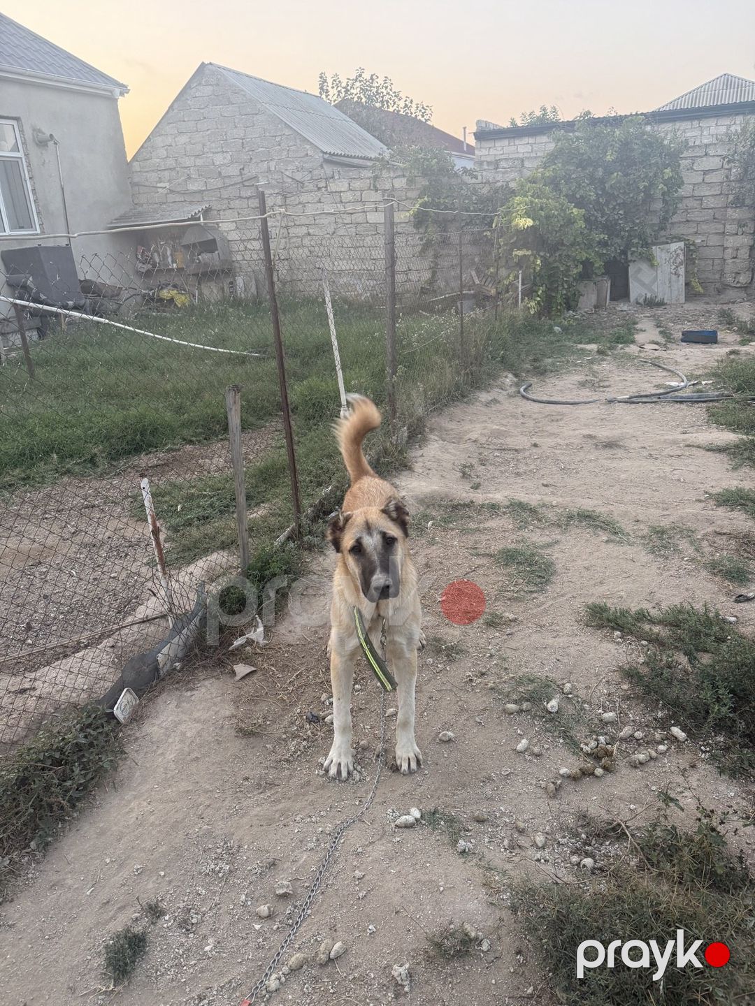Kanqal — Köpəklər, Bakı (2)