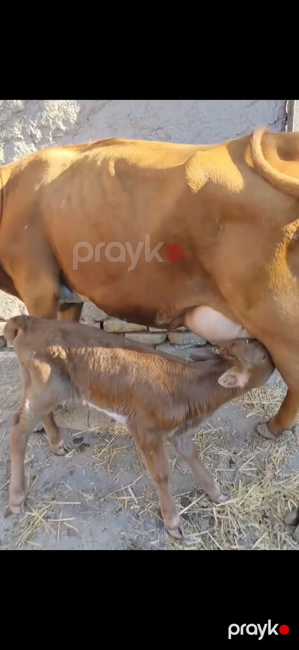 Südlük inək – buzovla birlikdə - Qəhvəyi rəngli, sağım üçün əlverişli — Kənd təsərrüfatı heyvanları, İsmayıllı (5)