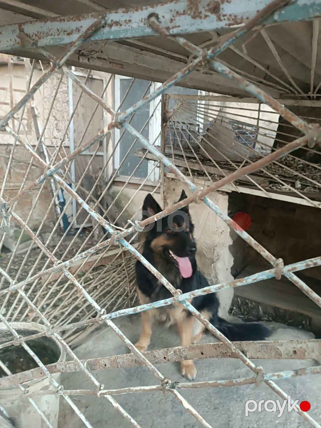 Alman çoban iti, 4 il, Dişi — Köpəklər, Digah (3)