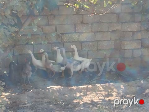 Erkək, Xolmogor, Damazlıq, Ödənişli çatdırılma — Digah