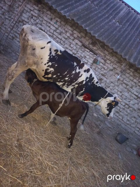 Südlük inək balası ilə birlikdə - Qara-ağ rəngli, süd verən inək və — Göyçay