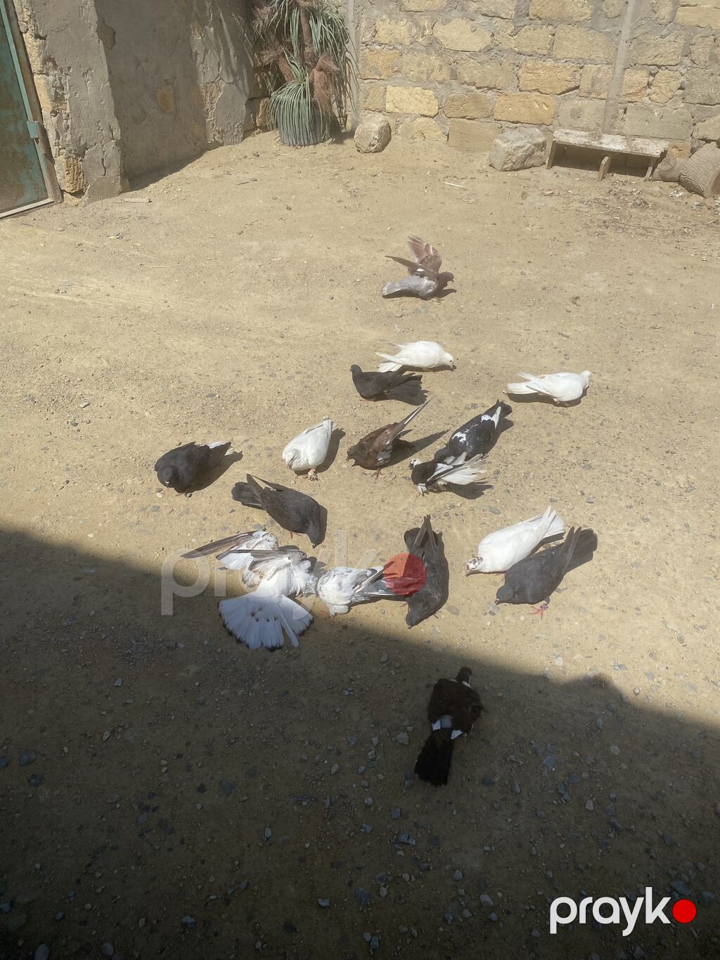 Tergizme heyvanlardı 16 dene icinde ucurmalğ balalarda var sağlamdılar — Göyərçin, Digah (2)