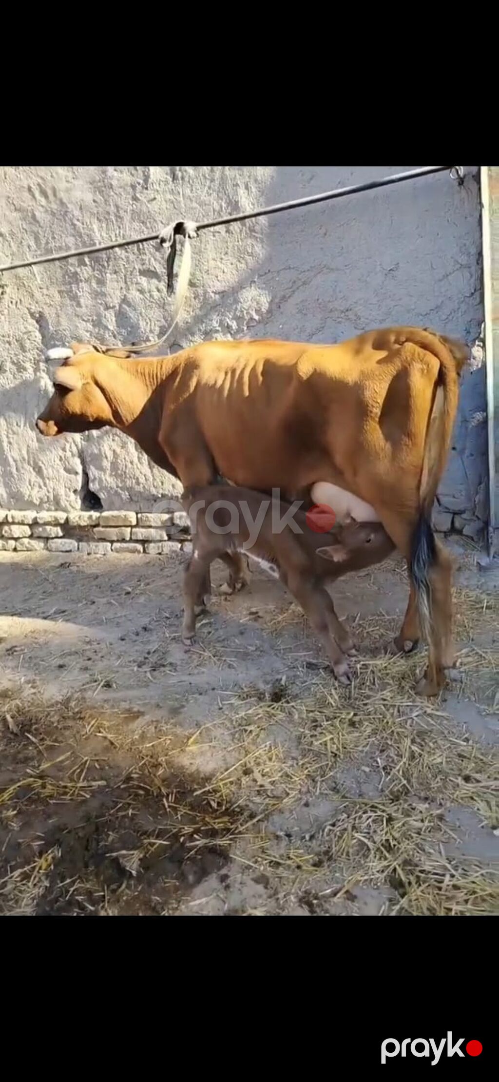 Südlük inək – buzovla birlikdə - Qəhvəyi rəngli, sağım üçün əlverişli — Kənd təsərrüfatı heyvanları, İsmayıllı (6)