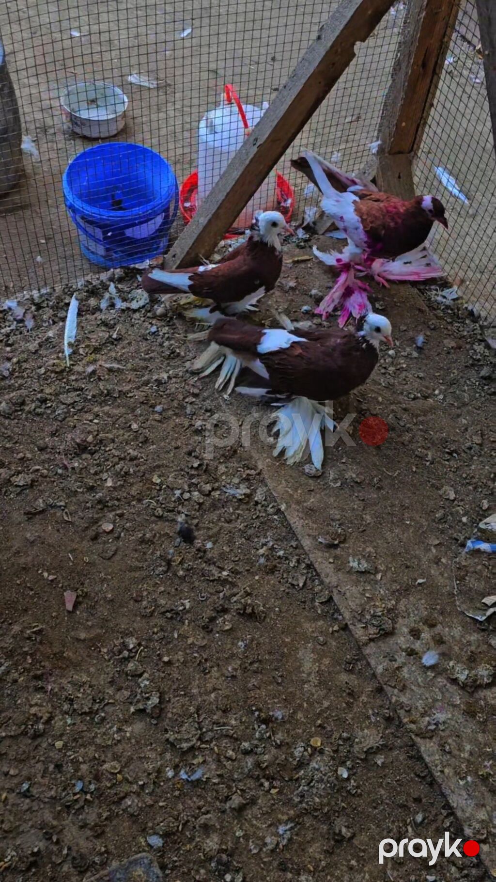 Məhsul: Bəzəkli göyərçinlər – lələkli pəncəli, başında “tac”/yal — Göyərçin, Cəlilabad (2)