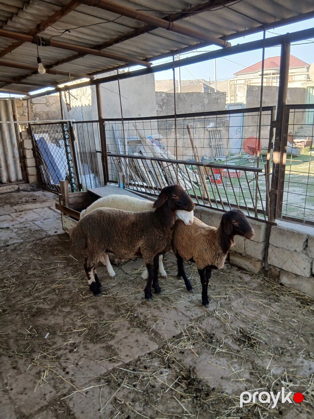 Qoyunlar – 3 baş - Cins: ehtimalən yerli qaragül/qarabaş tipli — Kənd təsərrüfatı heyvanları, Qobu (3)