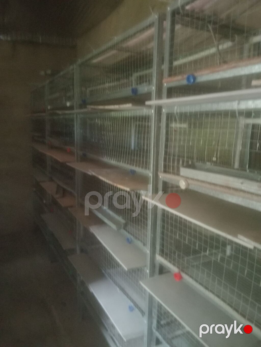 Sənaye tipli quşçuluq qəfəs sistemi - Material: sinklənmiş metal — Qəfəslər, Saray (2)