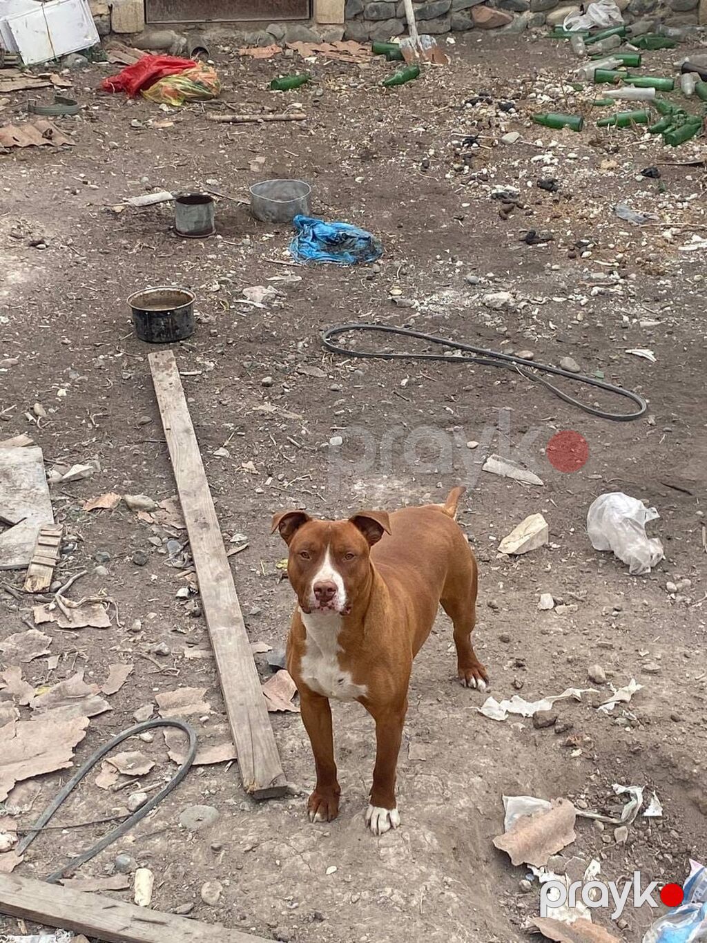 Pitbul, Erkək — Köpəklər, Gəncə (2)