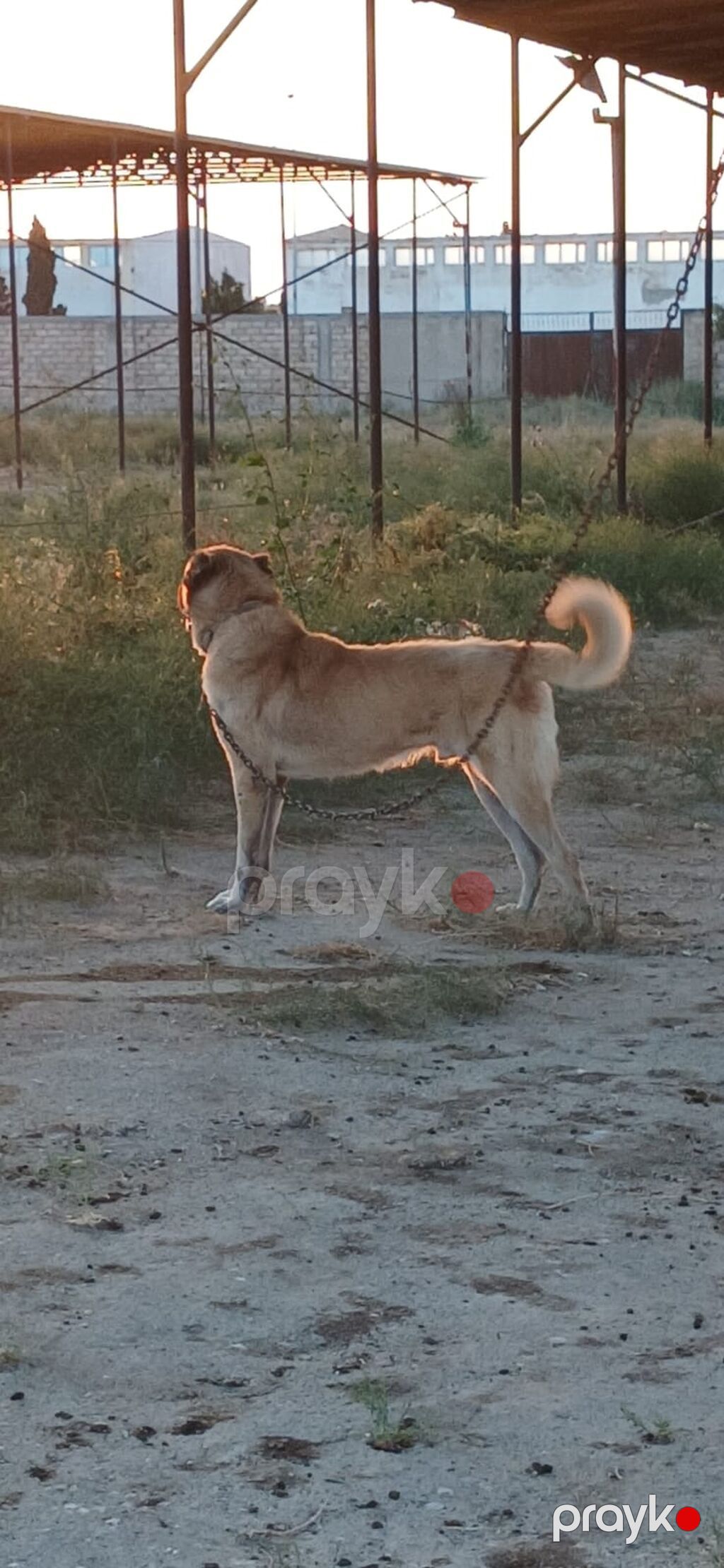 Qurdbasar, 2 il, Erkək, Peyvəndli, Rayonlara çatdırılma — Köpəklər, Mehdiabad (3)