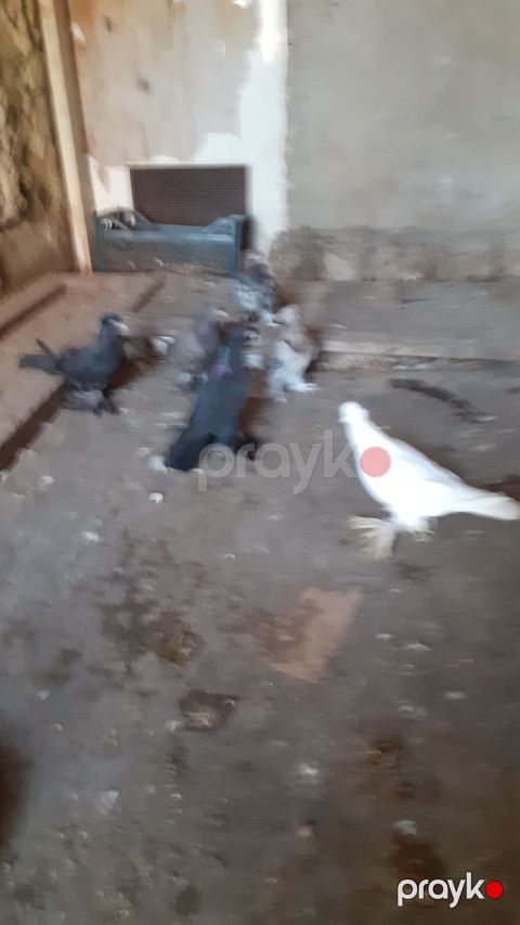 6 eded iri lelekli kekilli quslar satilir hamisi bir nesildi — Digah