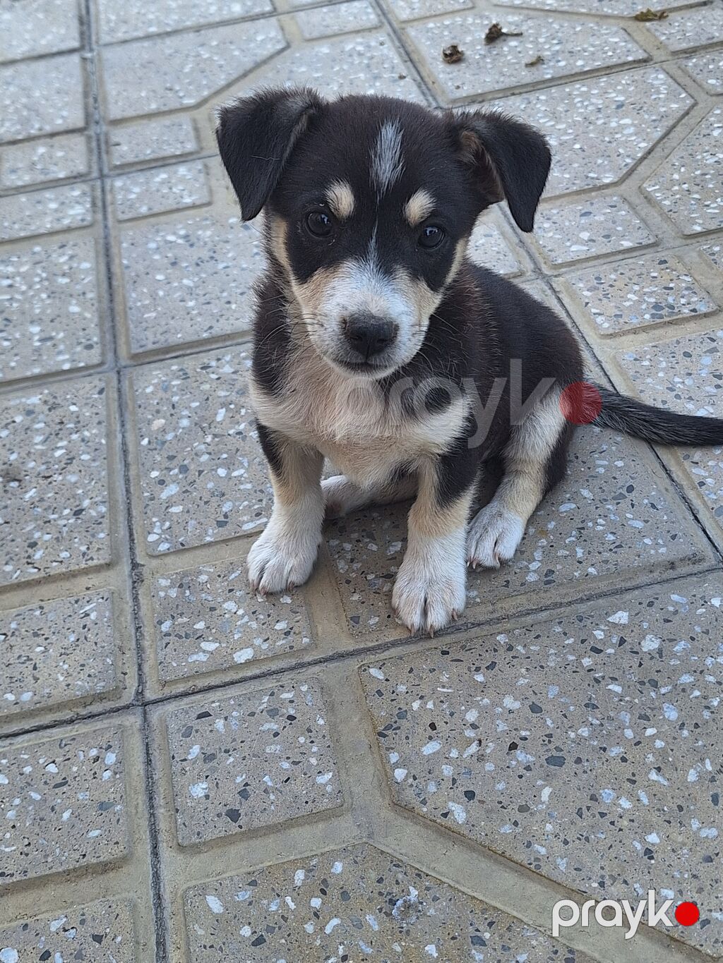Zvonok, 3 ay, Erkək, Peyvəndli, Ödənişli çatdırılma — Köpəklər, Digah (3)