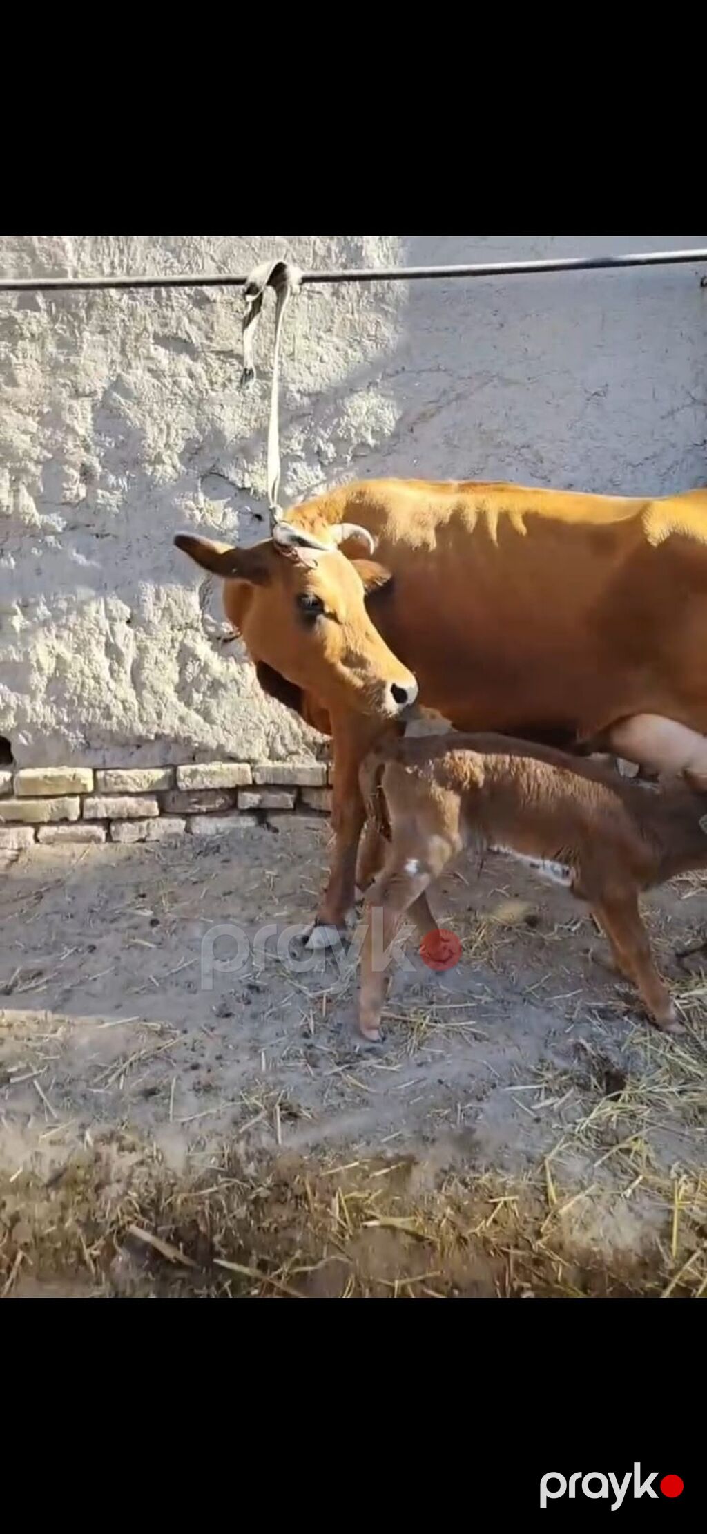 Südlük inək – buzovla birlikdə - Qəhvəyi rəngli, sağım üçün əlverişli — Kənd təsərrüfatı heyvanları, İsmayıllı (7)