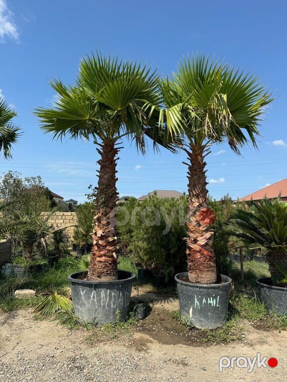 Palma ağacı — Bitkilər, Bakı (8)