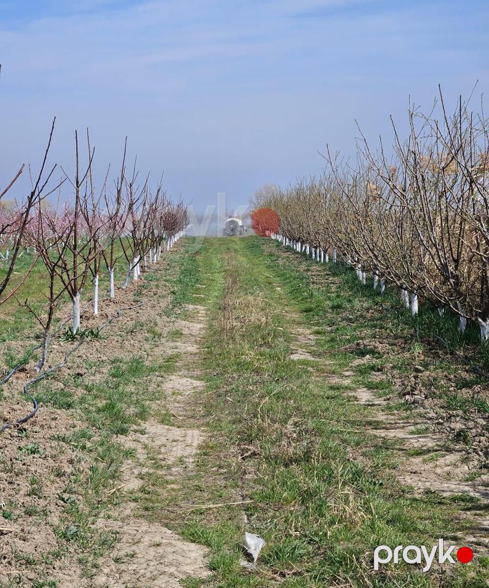 Satılır torpaq 1100 sot — Torpaq, Xaçmaz (12)