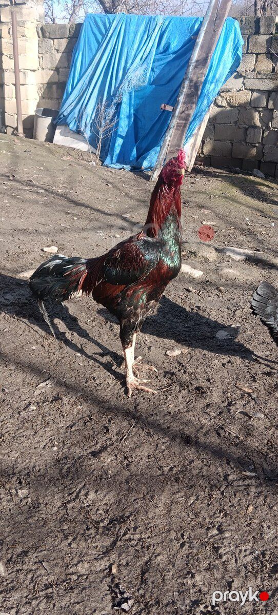 Heyratı beçəsi — Quşlar, Quba (4)