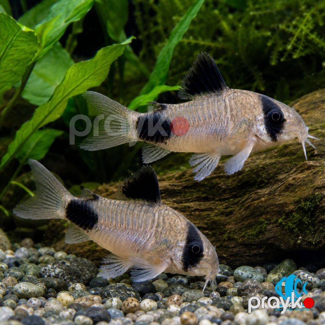 Koridoras Panda balığı — Akvariumlar və balıqlar, Bakı (2)