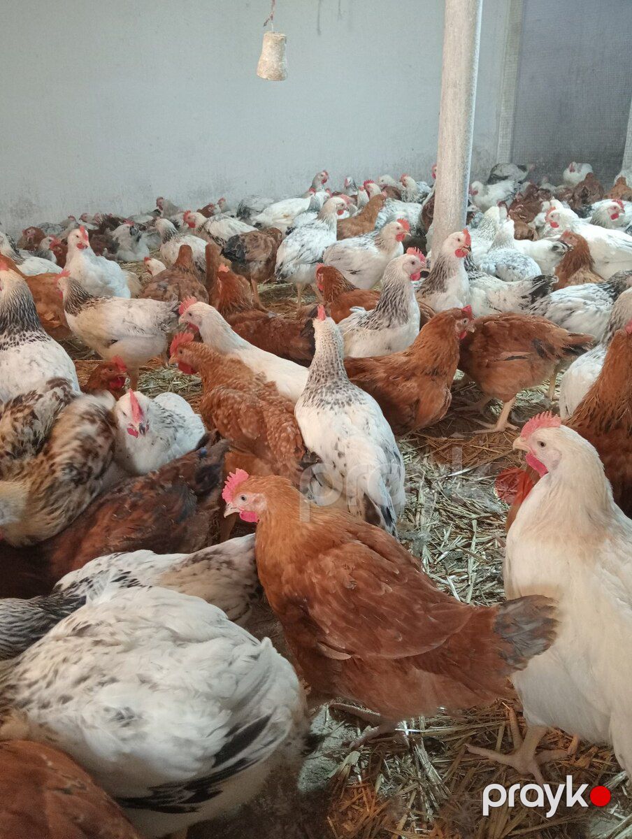 Çolpalar — Quşlar, Bakı (5)