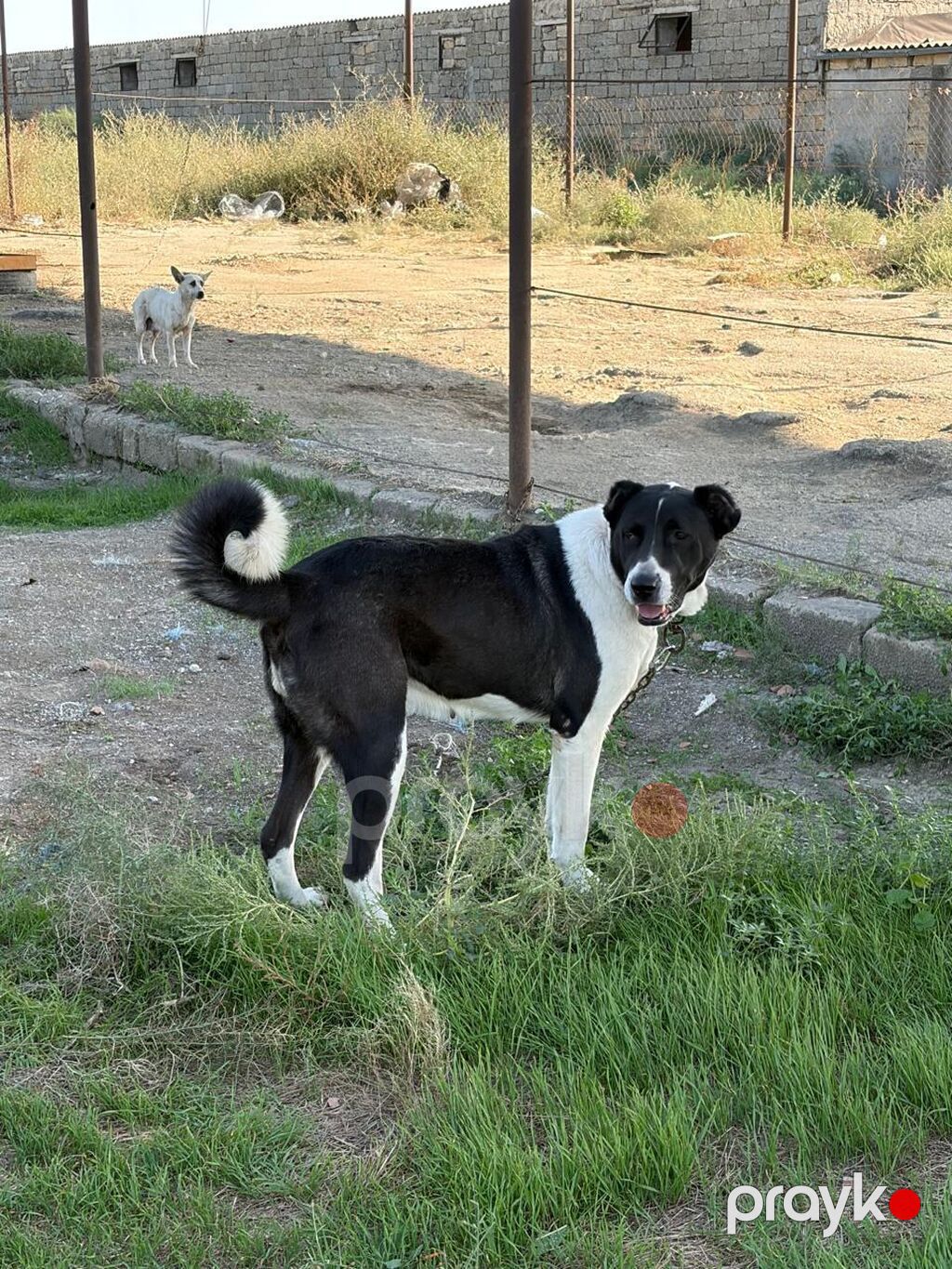 Qurdbasar, 2 il, Dişi, Peyvəndli, Rayonlara çatdırılma — Köpəklər, Mehdiabad (6)