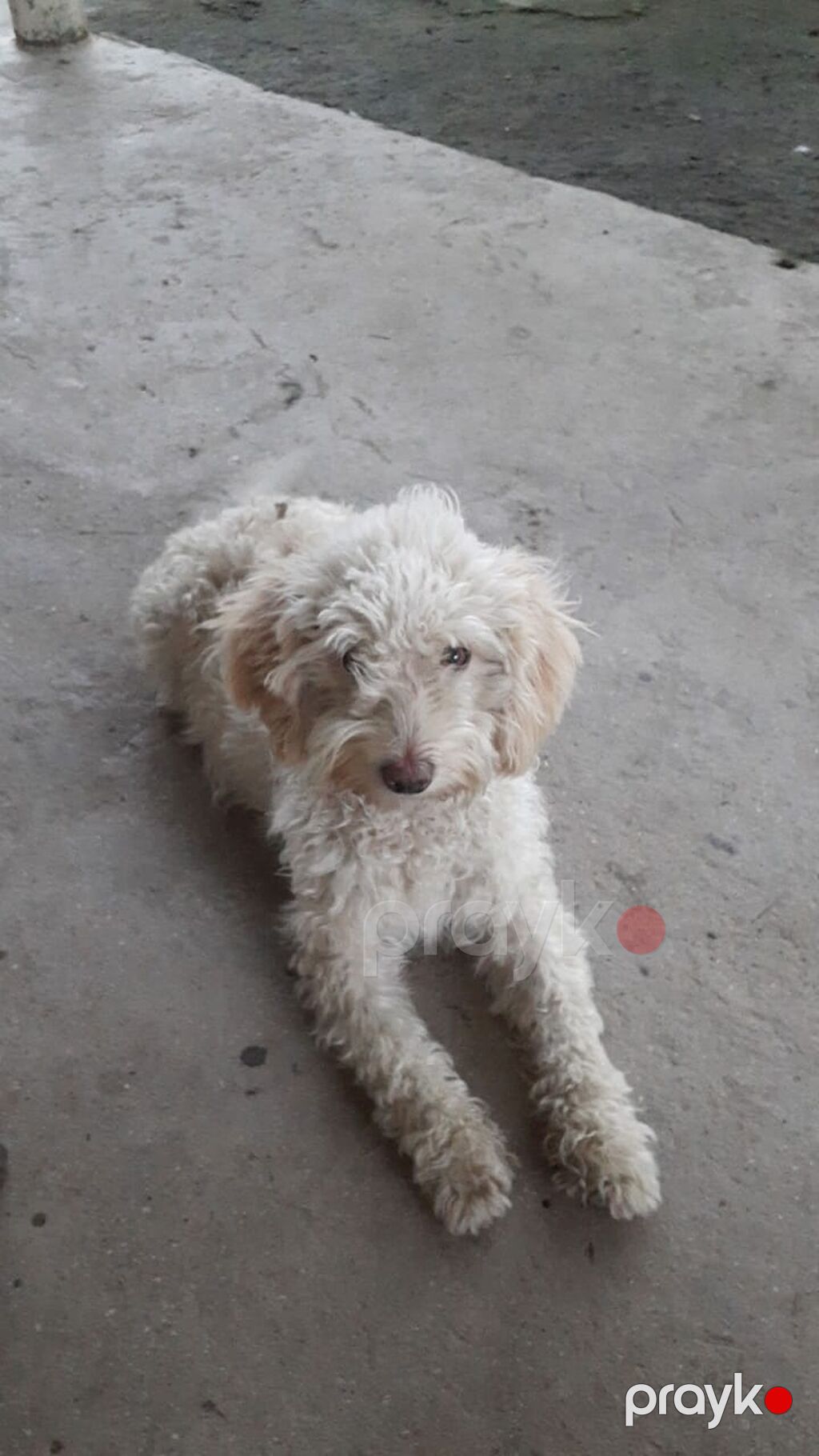Pudel, 6 ay, Erkək, Peyvəndli, Ödənişli çatdırılma — Köpəklər, Digah (3)
