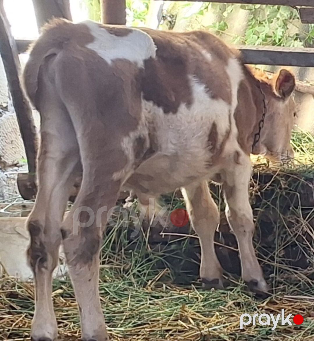 Danalar — Kənd təsərrüfatı heyvanları, Xaçmaz (2)