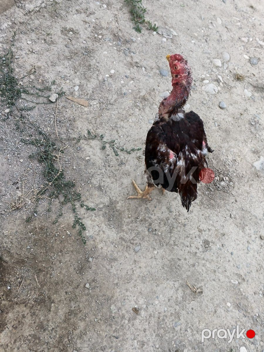 Heyratı xoruz — Quşlar, Şabran (3)