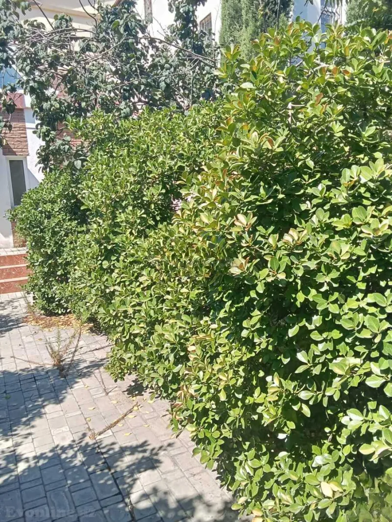 Satılır Torpaq 2.7 sot Bakı, Xətai r — Torpaq, Bakı (8)