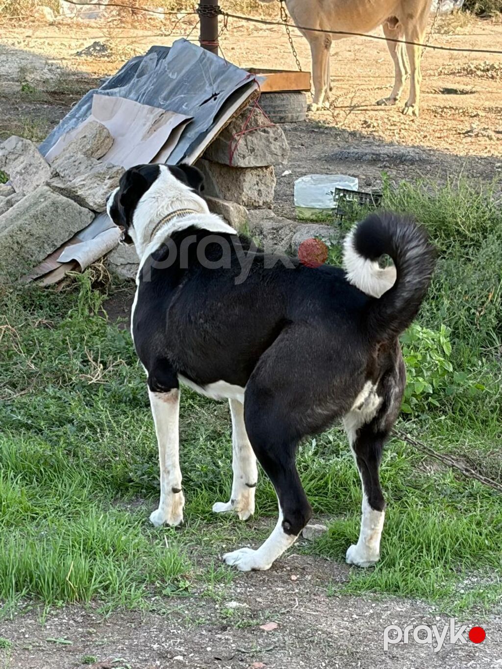 Qurdbasar, 2 il, Dişi, Peyvəndli, Rayonlara çatdırılma — Köpəklər, Mehdiabad (3)