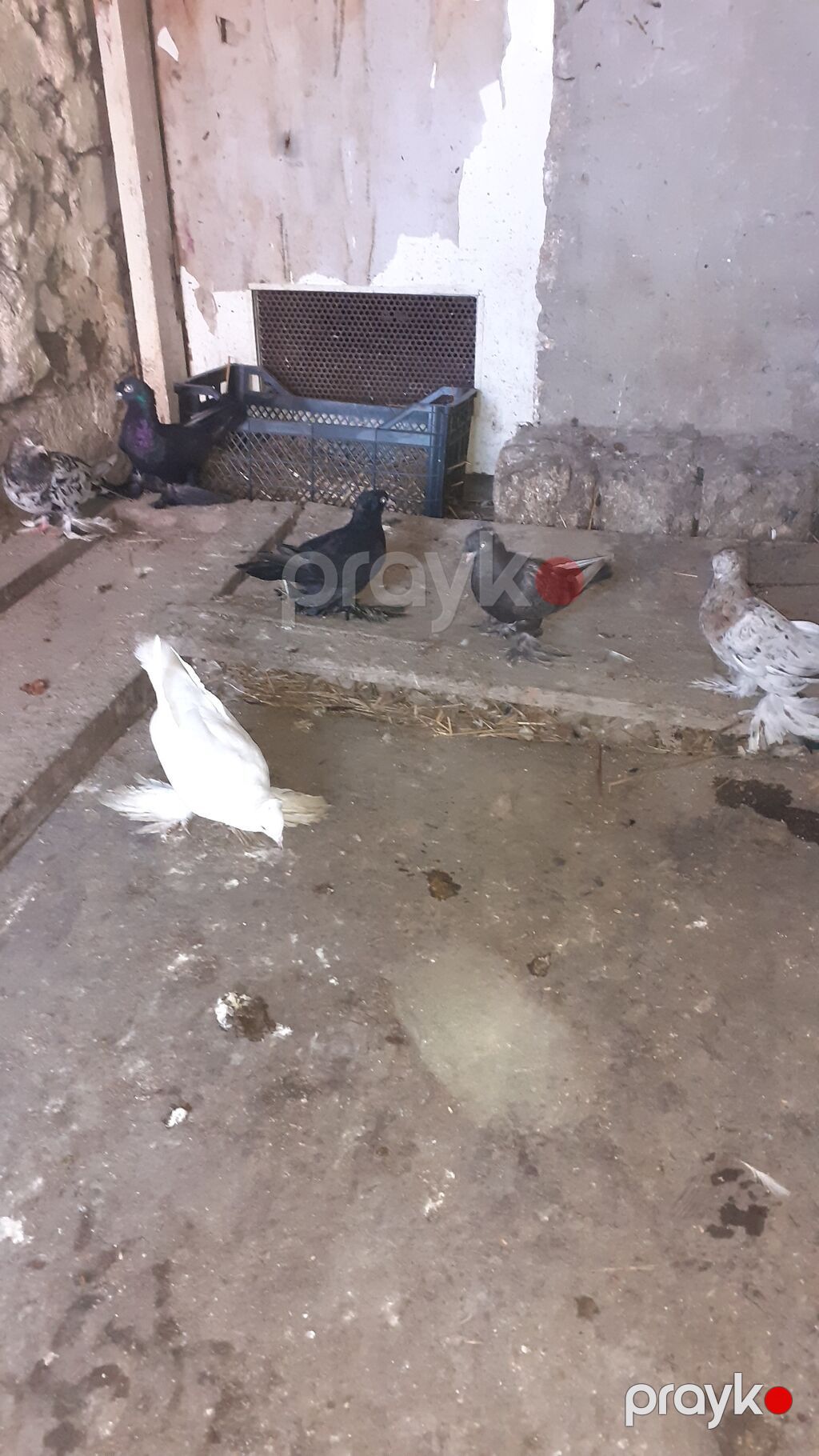 6 eded iri lelekli kekilli quslar satilir hamisi bir nesildi — Göyərçin, Digah (8)