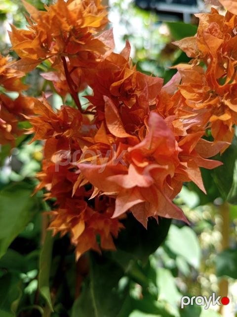 Бугенвиллия Double Orange — Bakı