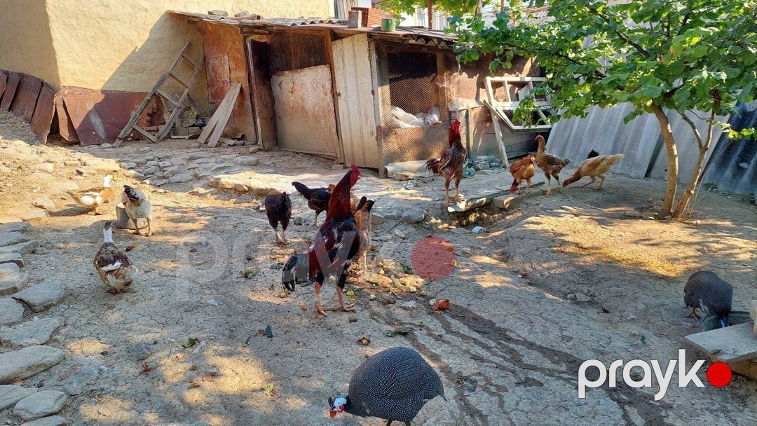 Heyratı beçəsi — Quşlar, Quba (9)