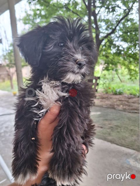 Pudel, 6 ay, Erkək, Peyvəndli, Ödənişli çatdırılma — Digah