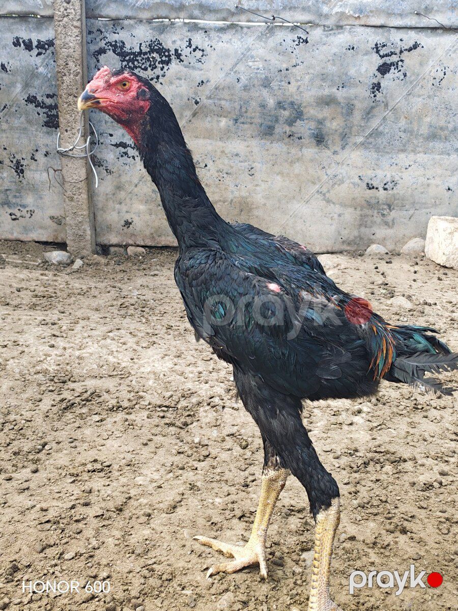 Heyratı — Quşlar, Ağstafa (2)
