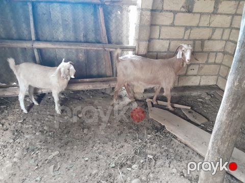 Keçi — Qusar