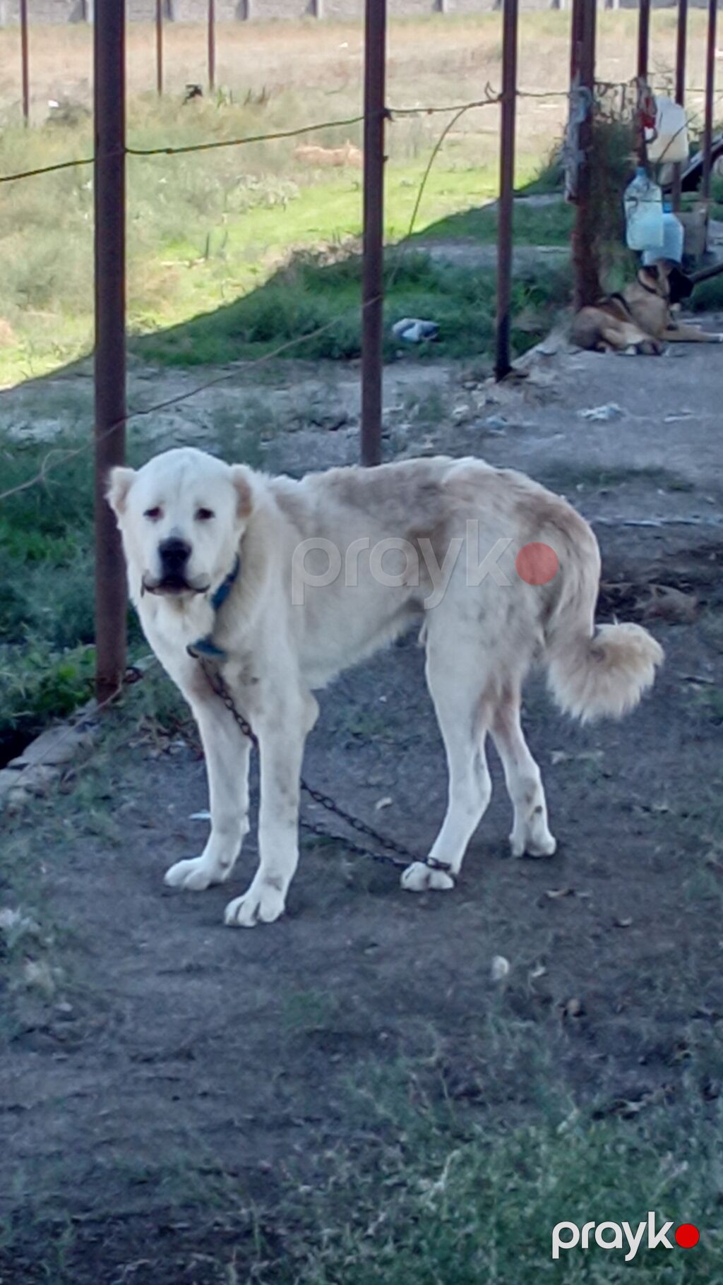 Alabay, 2 il, Erkək, Peyvəndli — Köpəklər, Mehdiabad (7)