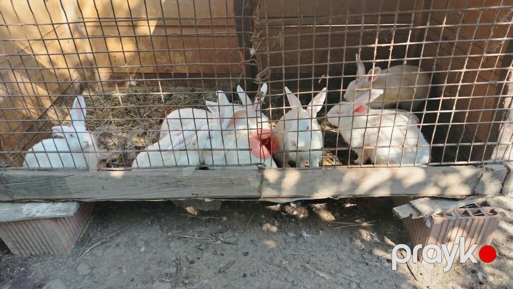 14 dənə dovşan satılır Ağ rəngli ev dovşanları – bir qrup — Dovşanlar, Quba (3)