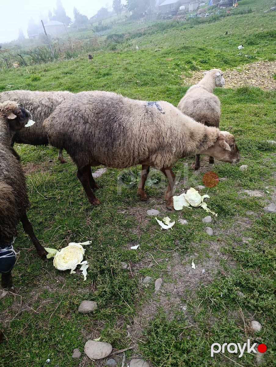 Qoyunlar — Kənd təsərrüfatı heyvanları, Qusar (4)