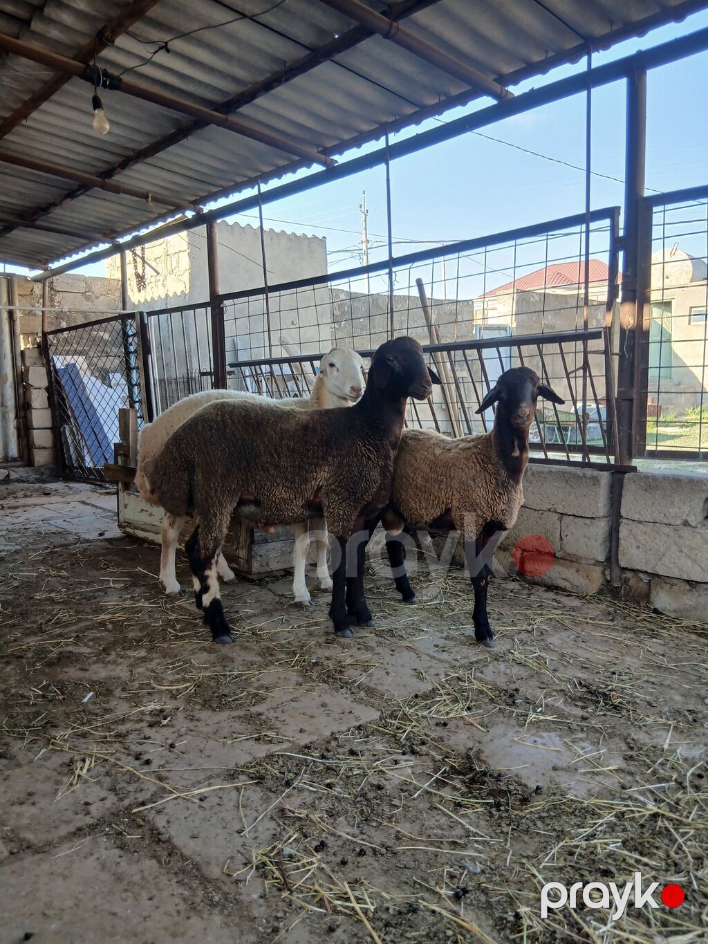 Qoyunlar – 3 baş - Cins: ehtimalən yerli qaragül/qarabaş tipli — Kənd təsərrüfatı heyvanları, Qobu (2)