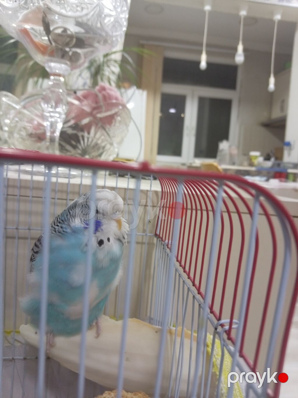 Məhsul: Dalmatin naxışlı, mavi-ağ rəngli dalğalı tutuquşu (budgerigar) — Tutyun papağayı, Bakı (4)