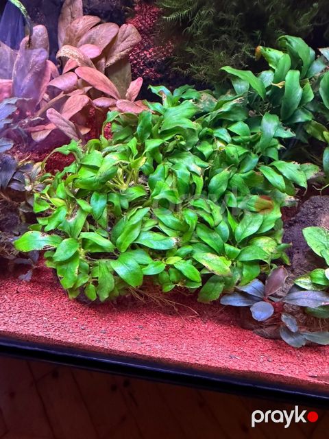 Anubias Dragon varigated — Bakı